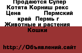 Продаются Супер-Котята Корниш-рекс › Цена ­ 3 000 - Пермский край, Пермь г. Животные и растения » Кошки   